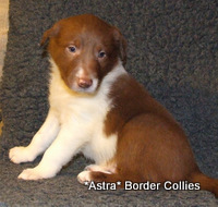 red and white border collie puppy